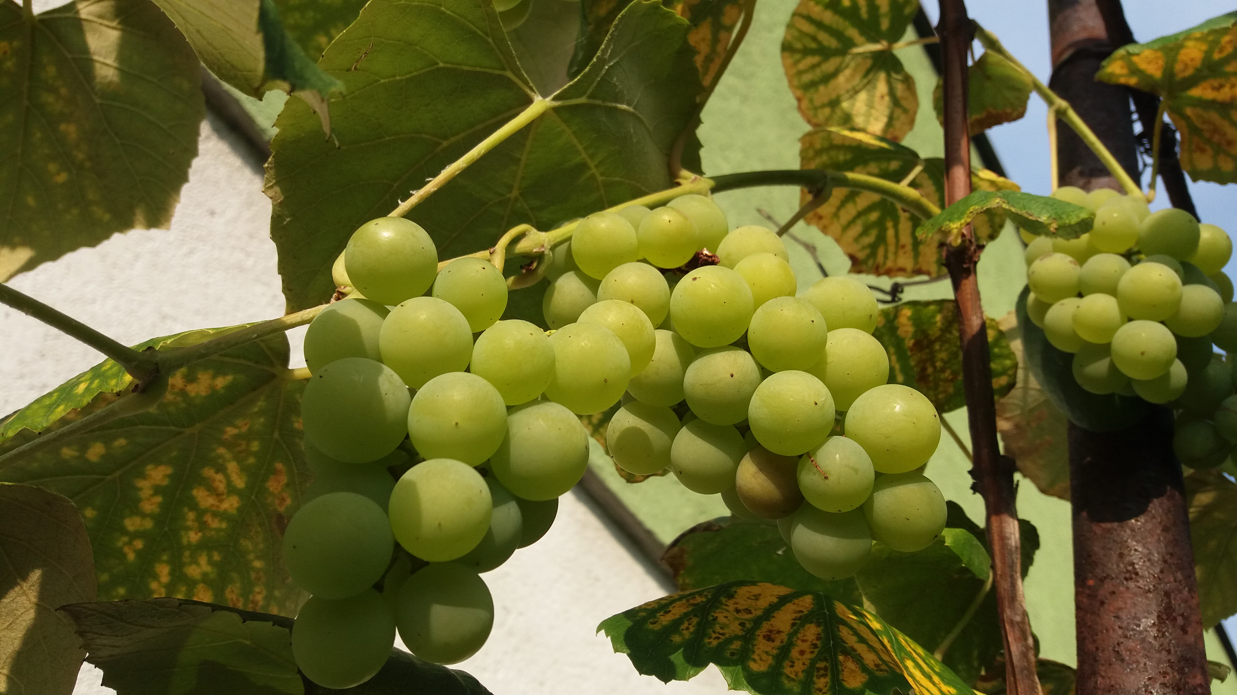 20170909_grape